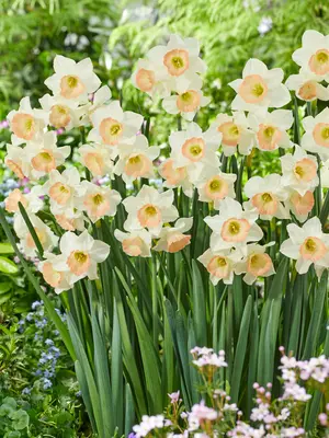 Link to Daffodil Cosmopolitan