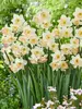 Daffodil Cosmopolitan