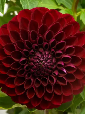 Dahlia Orange Turmoil | Bluestone Perennials