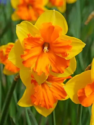 Link to Daffodil Congress