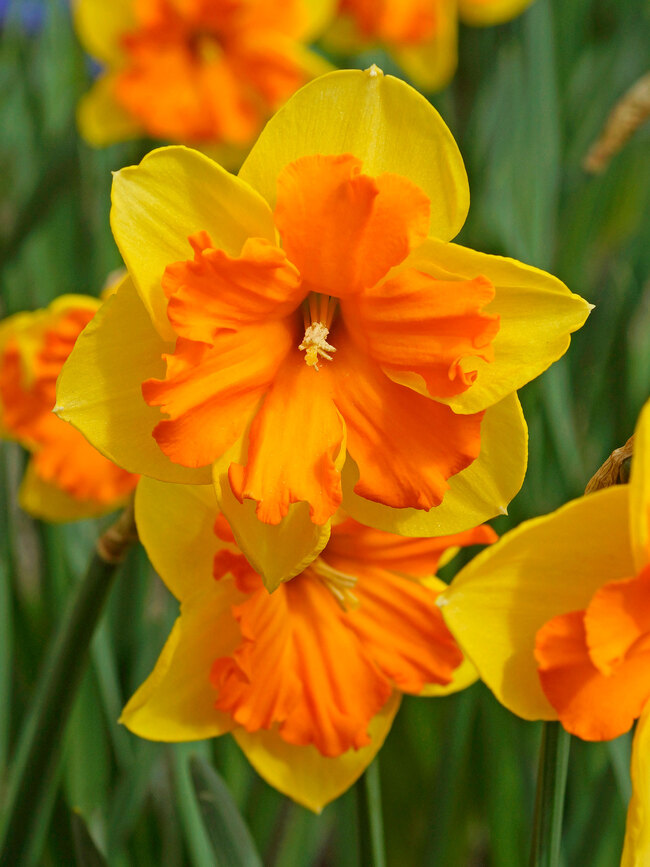 Daffodil Congress