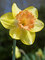 Daffodil Color Run