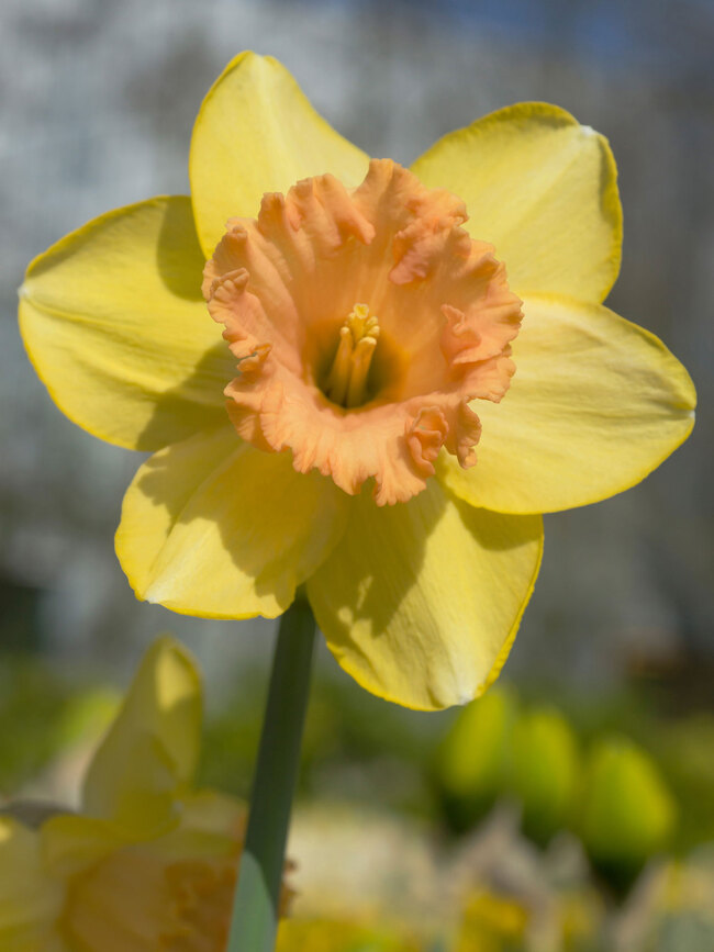 Daffodil Colors