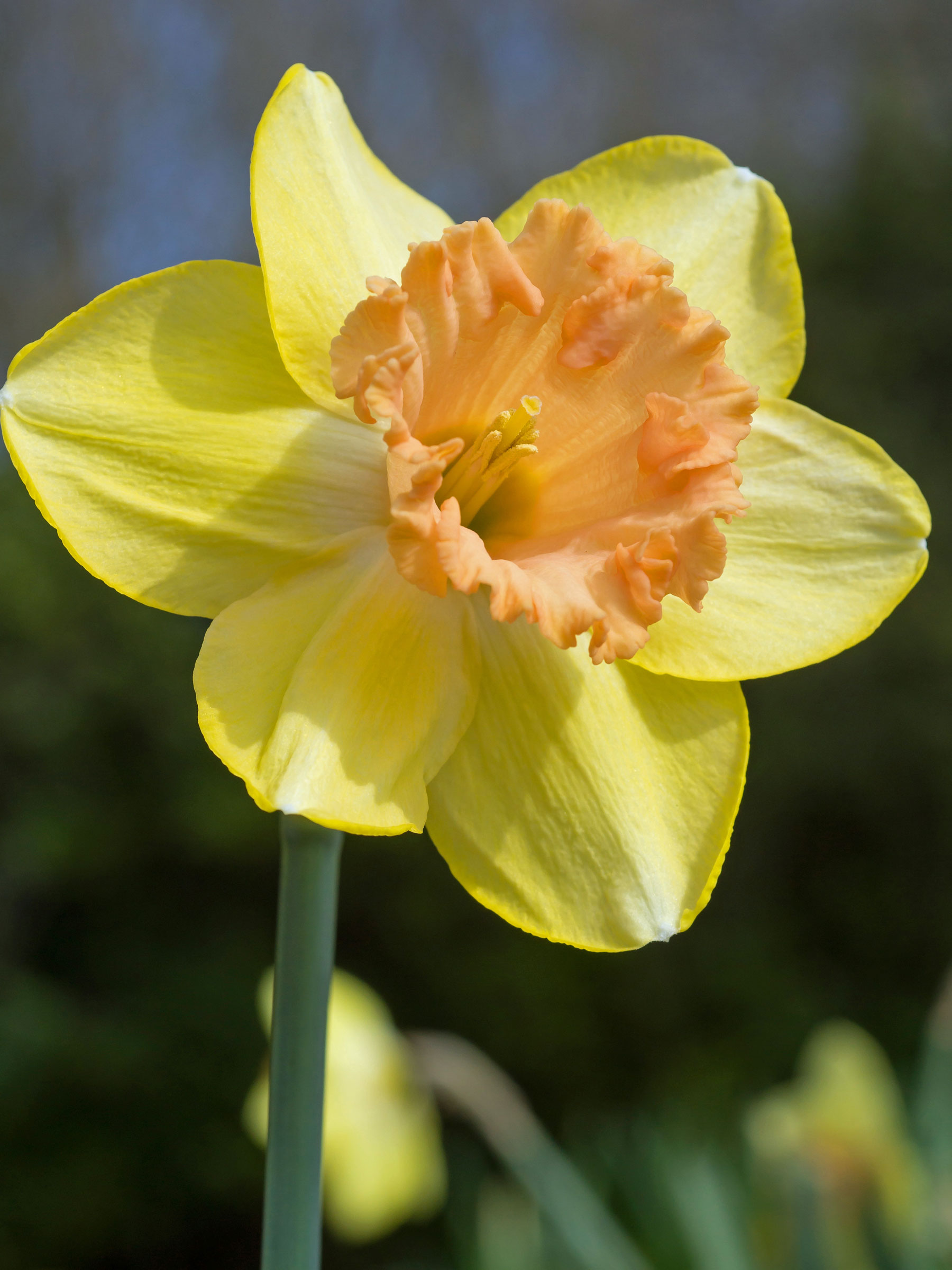 Daffodil Color