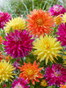 Dahlia Cactus Mixed Value Pack