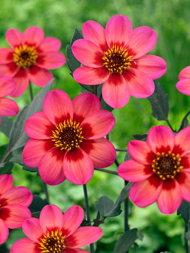 Dahlia Dahlegria Tricolore