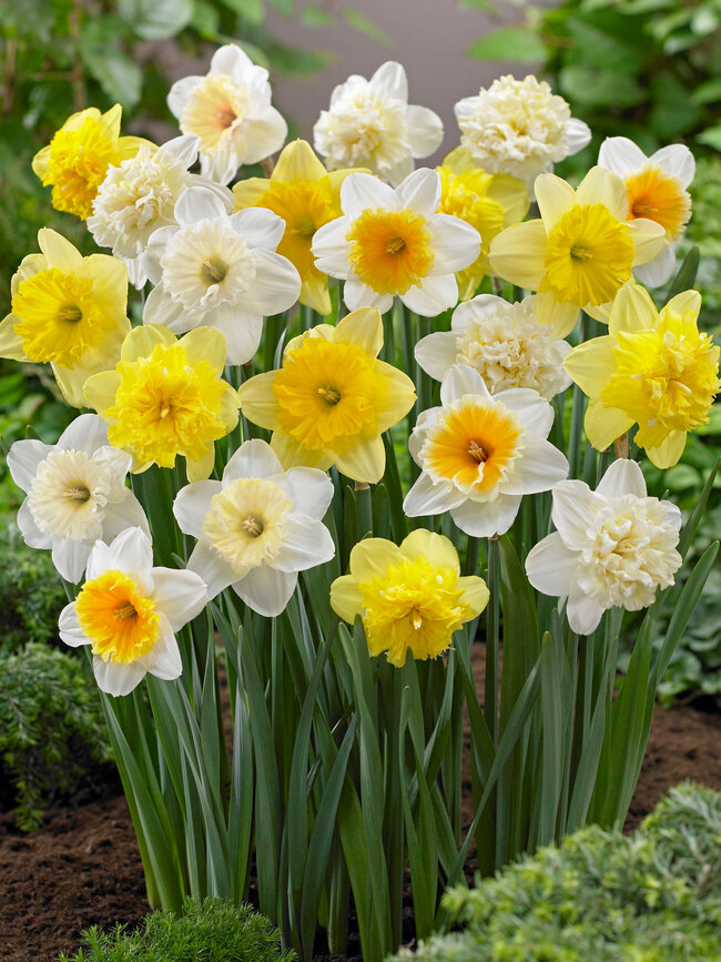 60 Days of Daffodils Blend