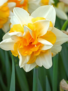 Photo of Daffodil Sweet Desire (X5)