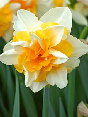 Link to Daffodil Sweet Desire