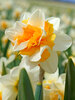 Daffodil Sweet Desire