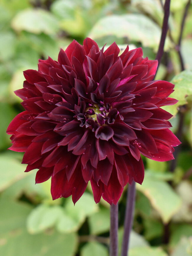 Dahlia Dark Fubuki