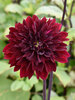 Dahlia Dark Fubuki