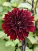 Dahlia Dark Fubuki