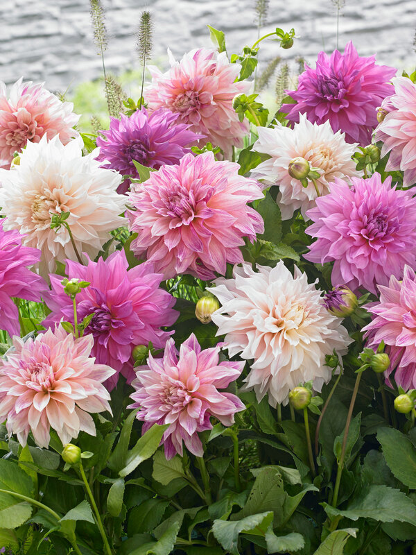 Dahlia Dinner Plate Garden