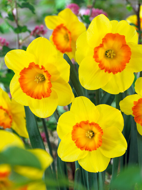Daffodil Delibes