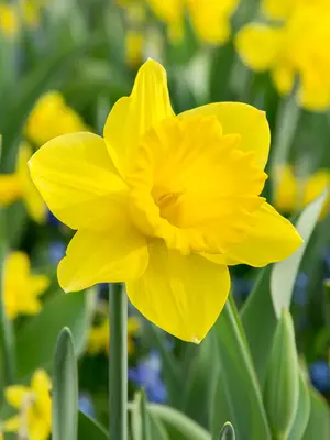 Link to Daffodil Dutch Master Value Pack