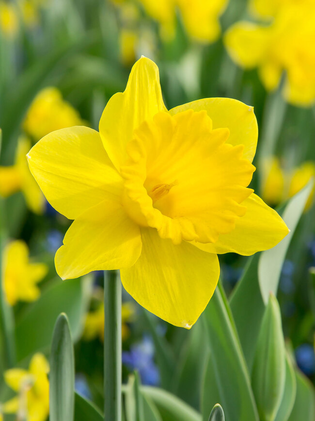 Daffodil  About Flowers