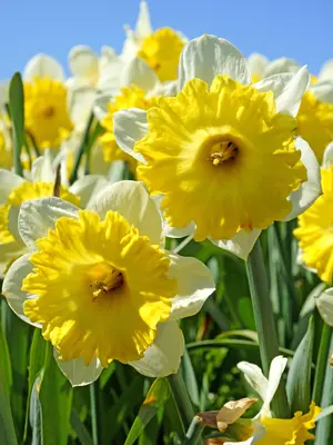 Link to Daffodil Dinnerplate