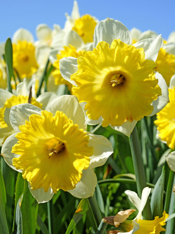 Daffodil Dinnerplate