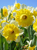 Daffodil Dinnerplate