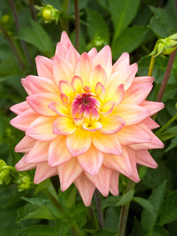 Dahlia Melody Dora