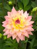 Dahlia Melody Dora