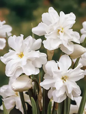 Link to Daffodil Double Poets
