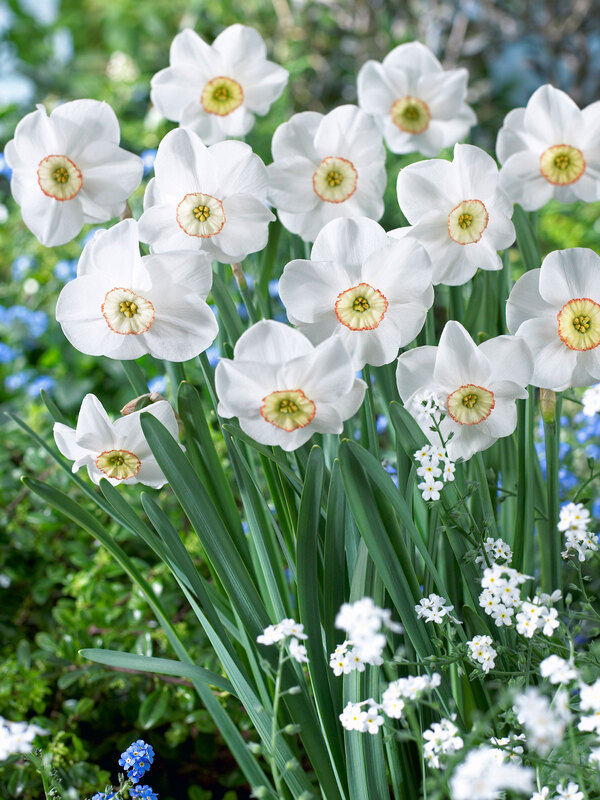 Daffodil Dreamlight