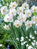 Daffodil Dreamlight