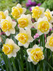 Daffodil Double Switch