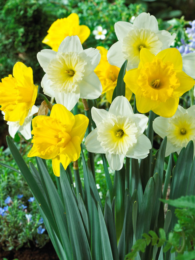 Daffodil Ice Follies