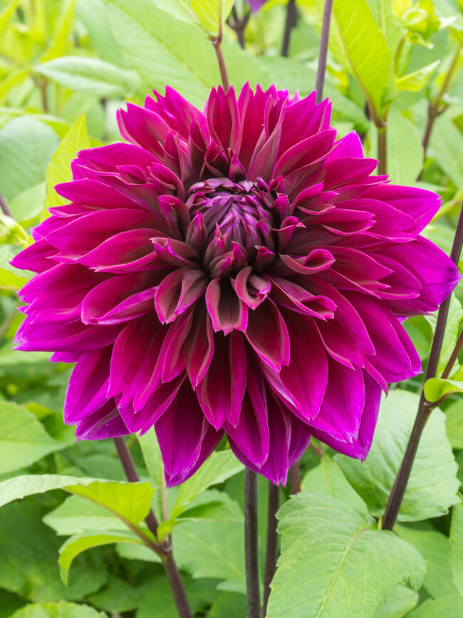 Dahlia Thomas Edison