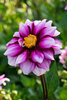 Dahlia Edge of Joy