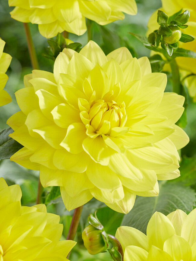 Dahlia Golden Emblem