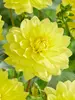Dahlia Golden Emblem