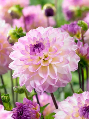 Link to Dahlia El Paso