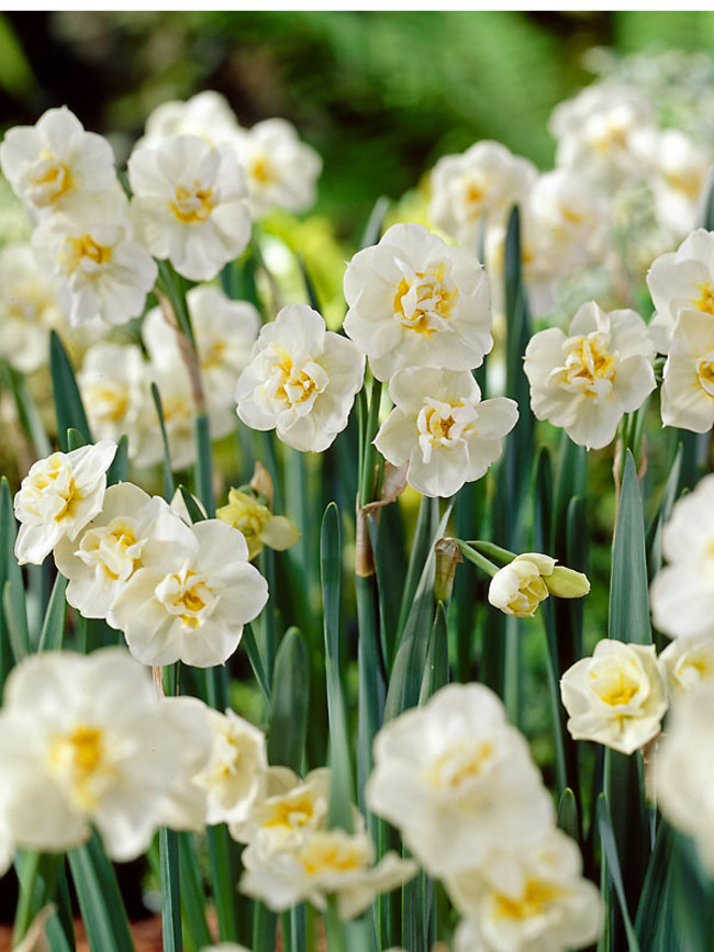 Daffodil Erlicheer