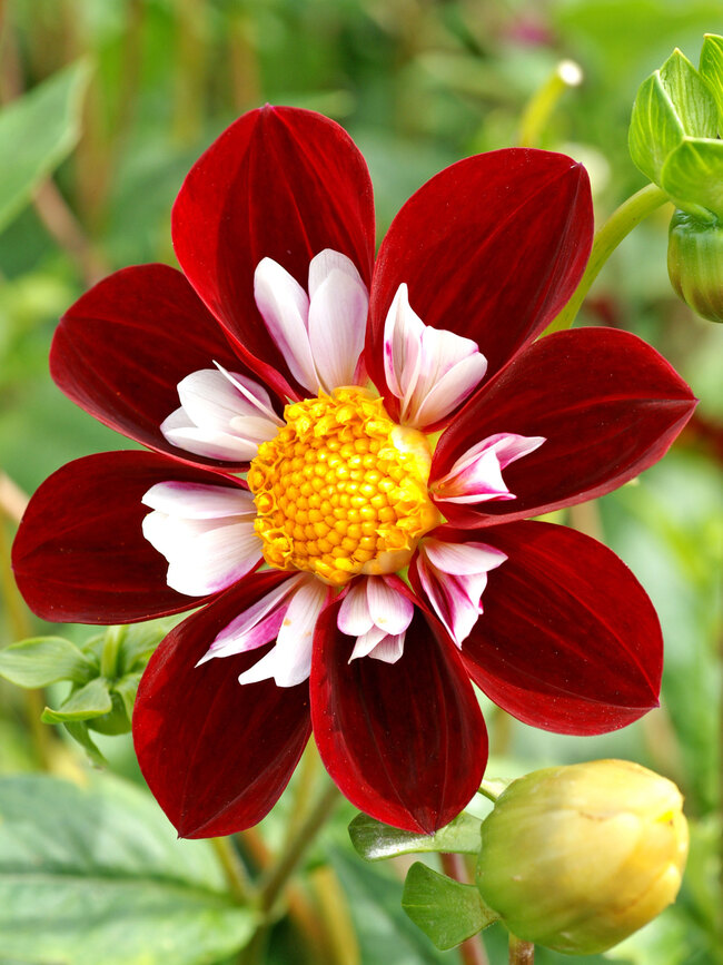 Dahlia Mary Evenline