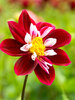 Dahlia Mary Evenline