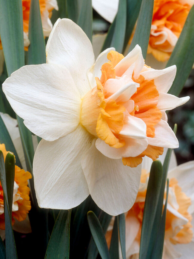 Daffodil Extravaganza