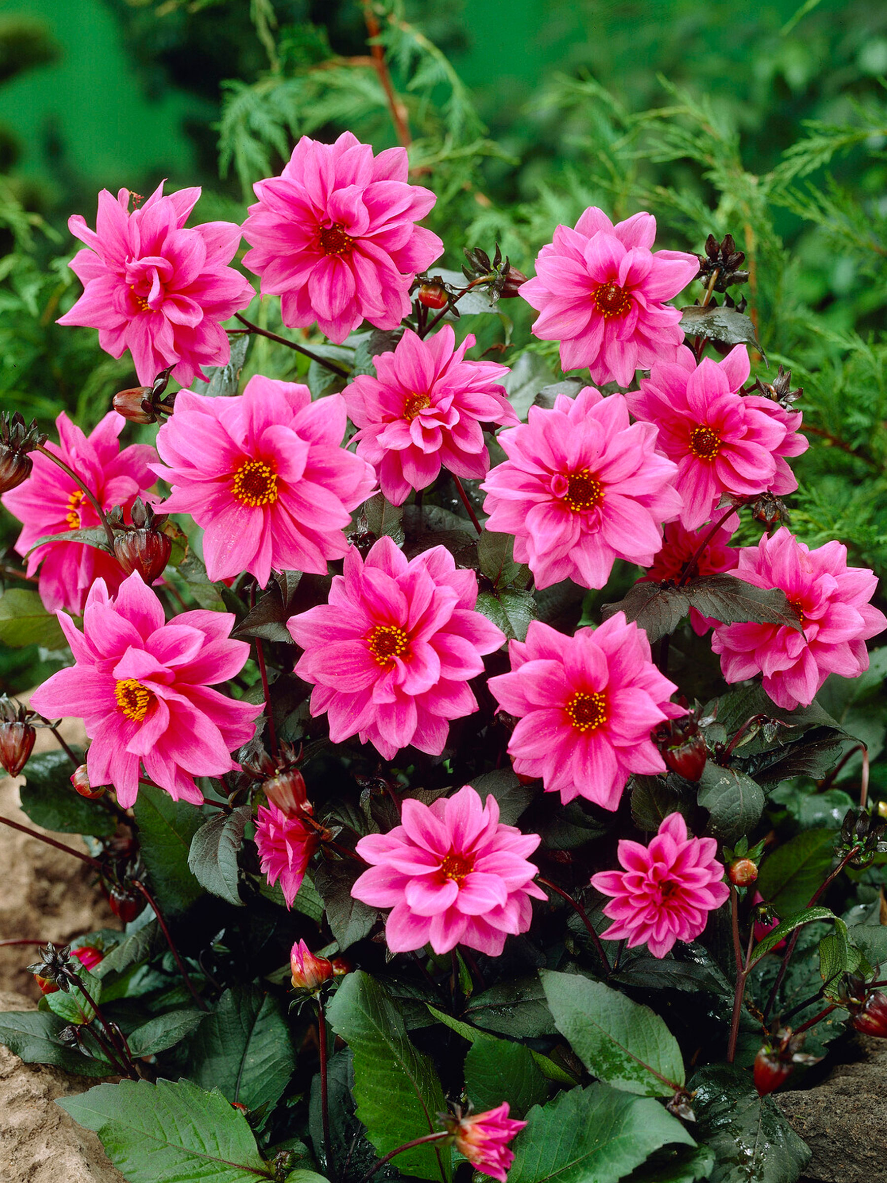 Dahlia Fascination | Bluestone Perennials