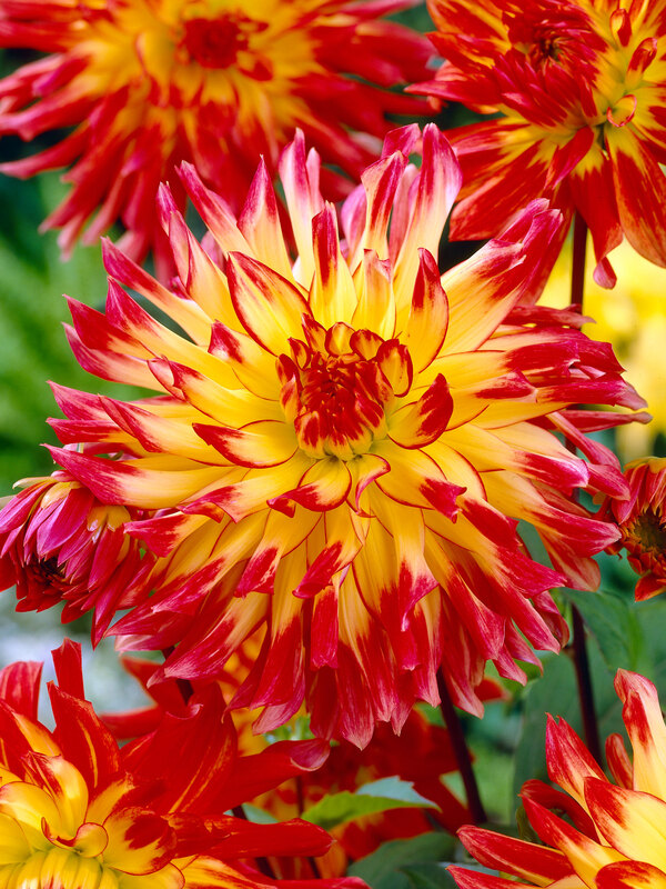 Dahlia Firebird