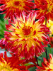 Dahlia Firebird