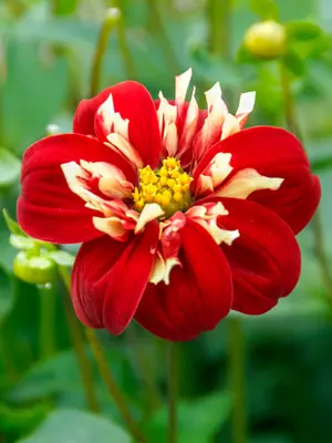 Link to Dahlia Impression Festivo
