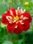 Dahlia Impression Festivo