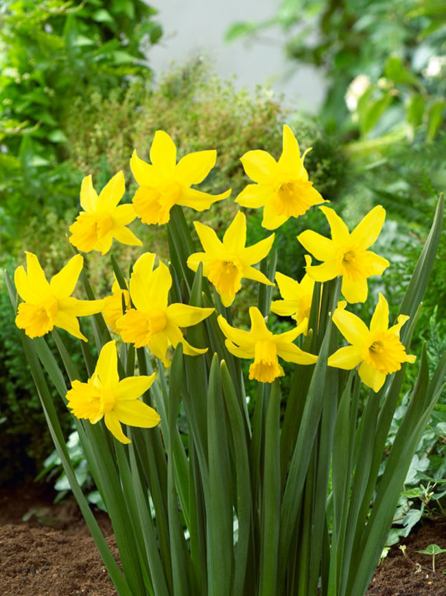 Daffodil February-Gold