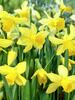 Daffodil February-Gold