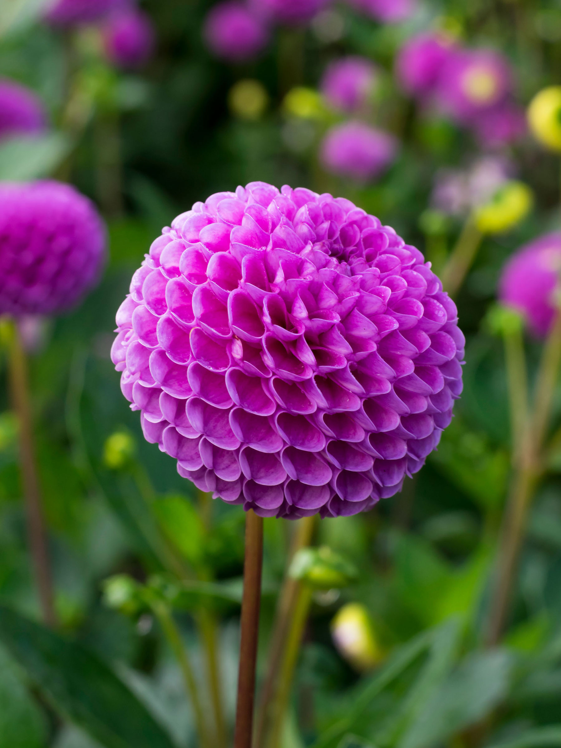 Dahlia Ado ファクトリア収録 Dahlia Ado ファクトリア収録 Dahlia - Amazon.com Music