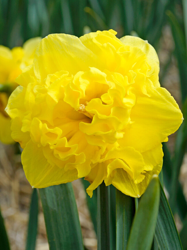 Daffodil Flyer