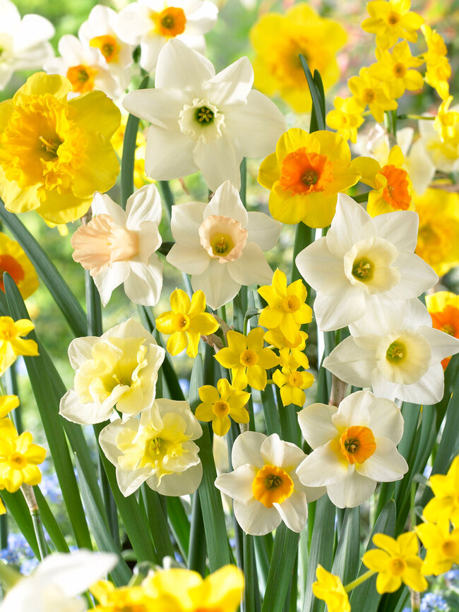 Narcissus Daffodil Plants For Sale | Wholesale Nursery Co